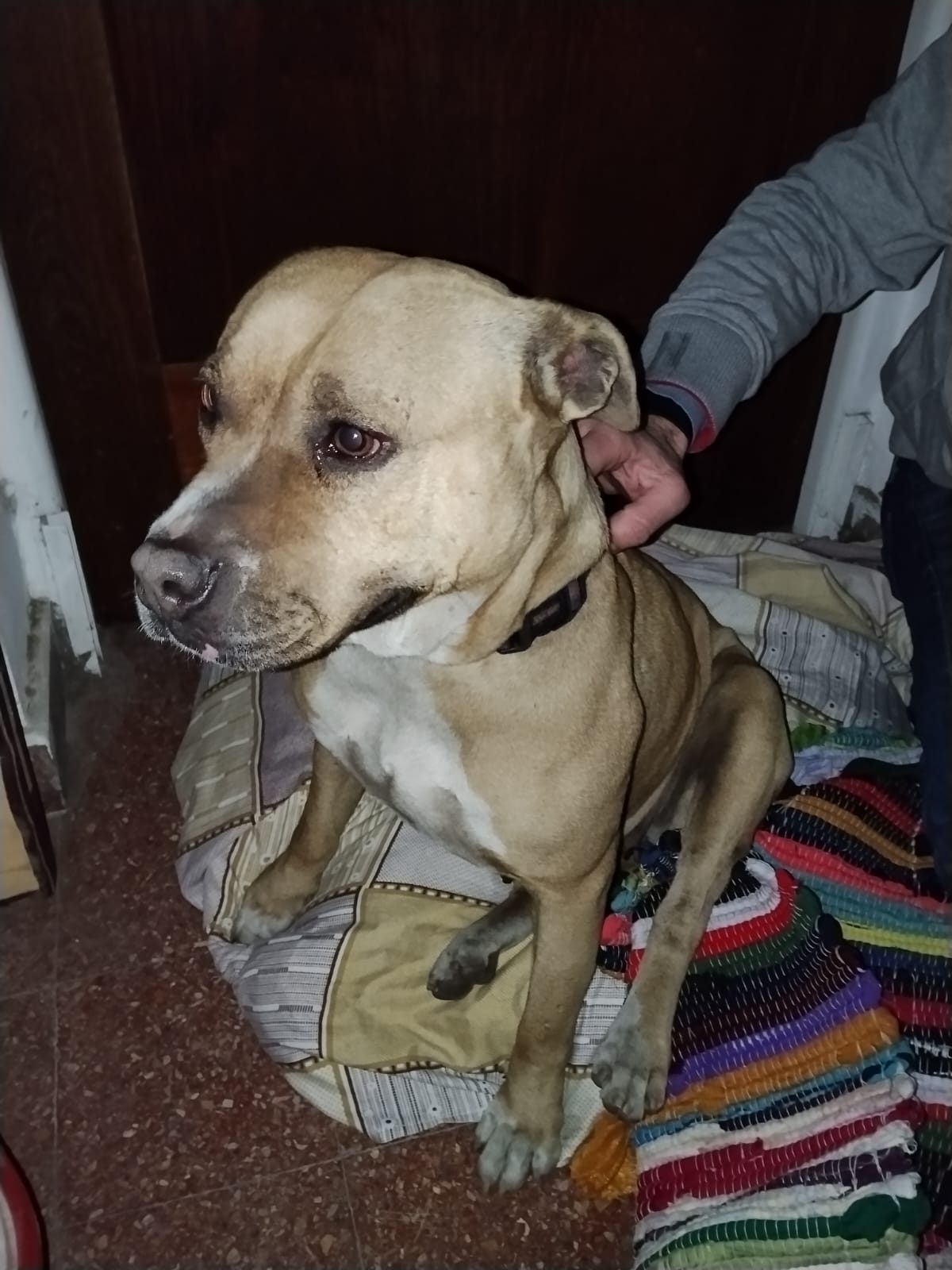 Perro encontrado en 966, 3 de Febrero, Barrio Ward, Villa Sarmiento, Partido de Morón, Buenos Aires, B1707, Argentina (foto 2 de 2)