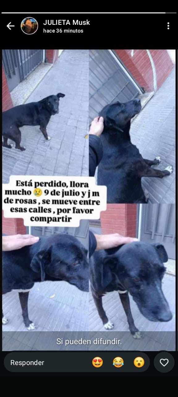 Perro encontrado en 3 de Febrero 400, Rosario (foto 2 de 2)