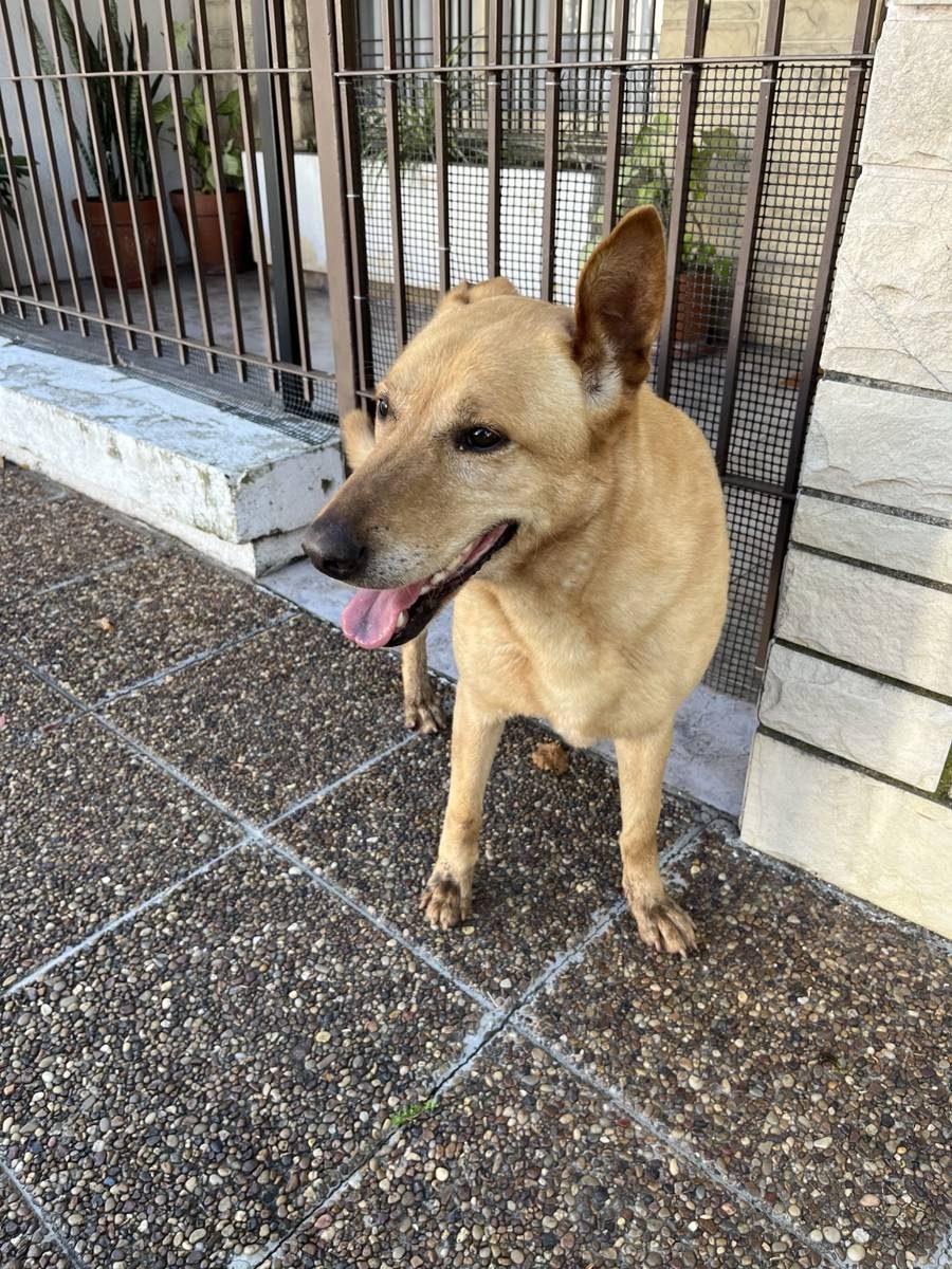 Perro encontrado en 499, José Murias (hijo), Güemes, Haedo, Partido de Morón, Buenos Aires, 1706, Argentina (foto 3 de 5)