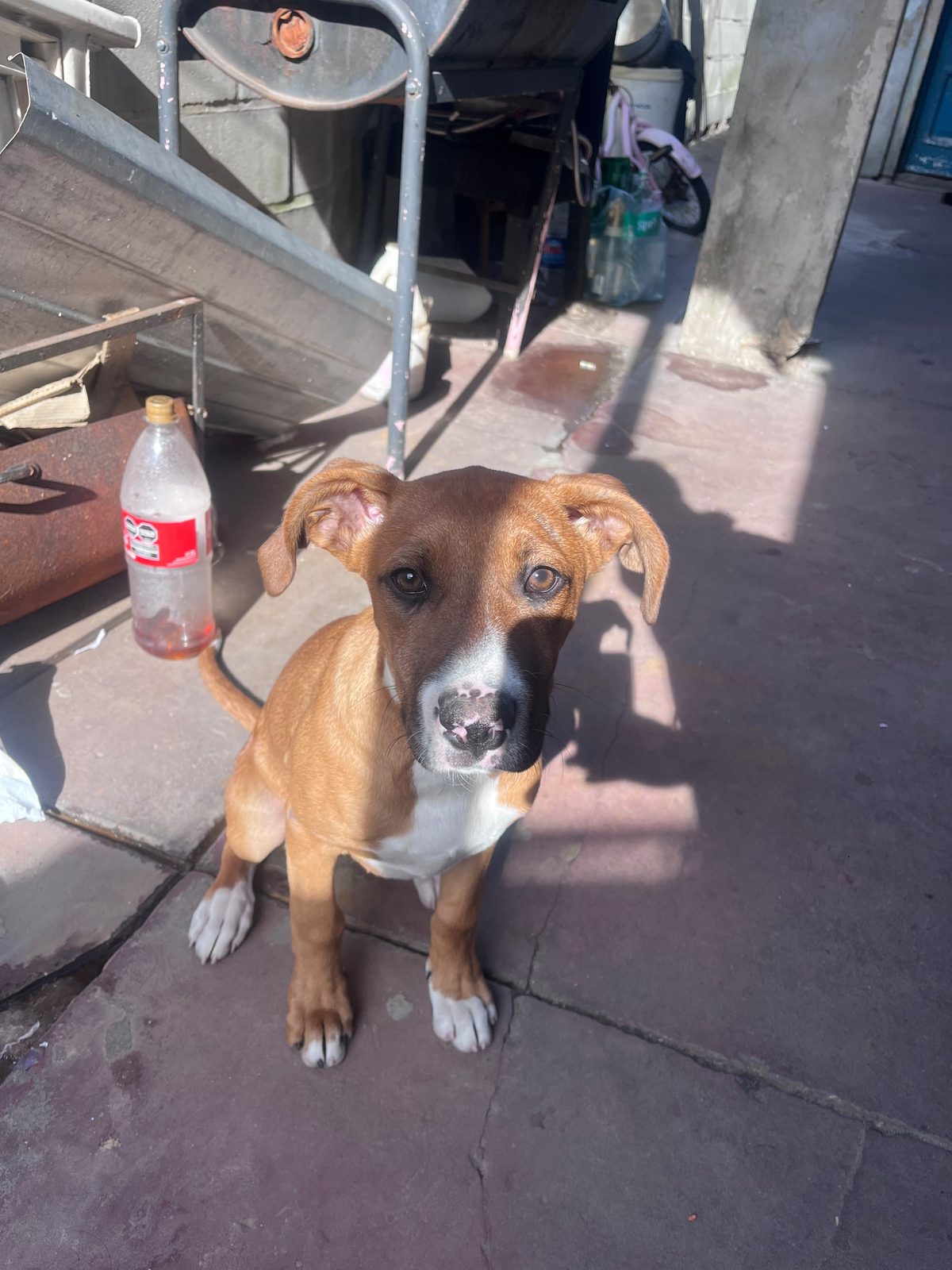 Kira — en adopción — en Ciudad madero