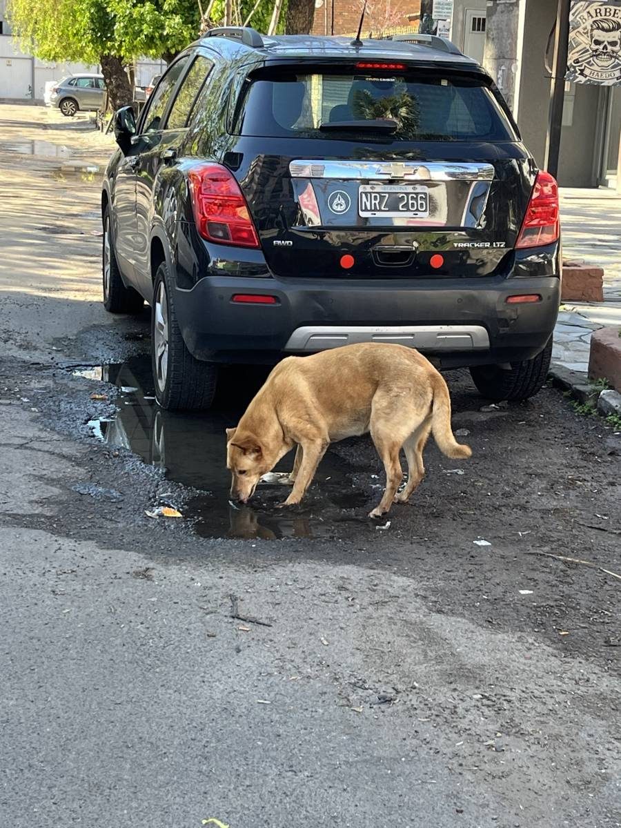 Animal — encontrado — en 499